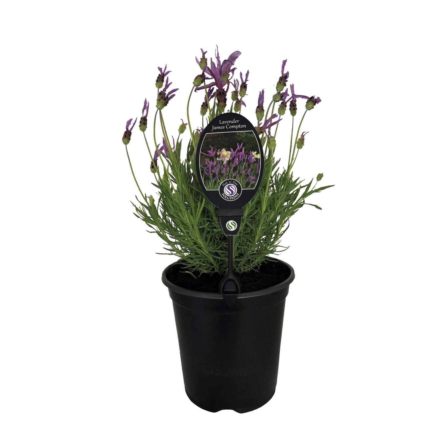 Lavender James Compton