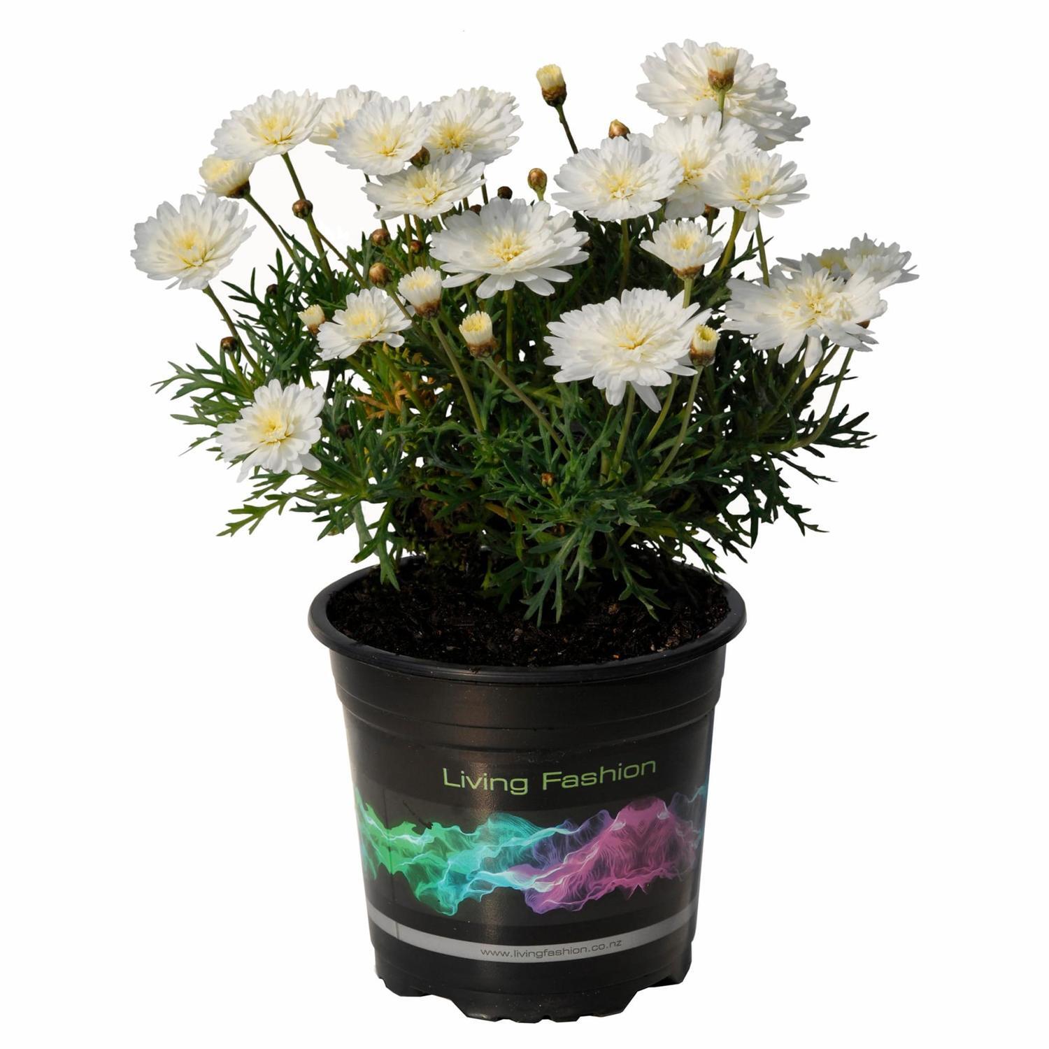 Federation Daisy Purity