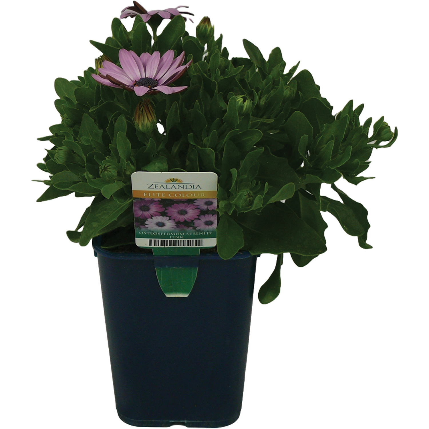 Osteospermum 14cm