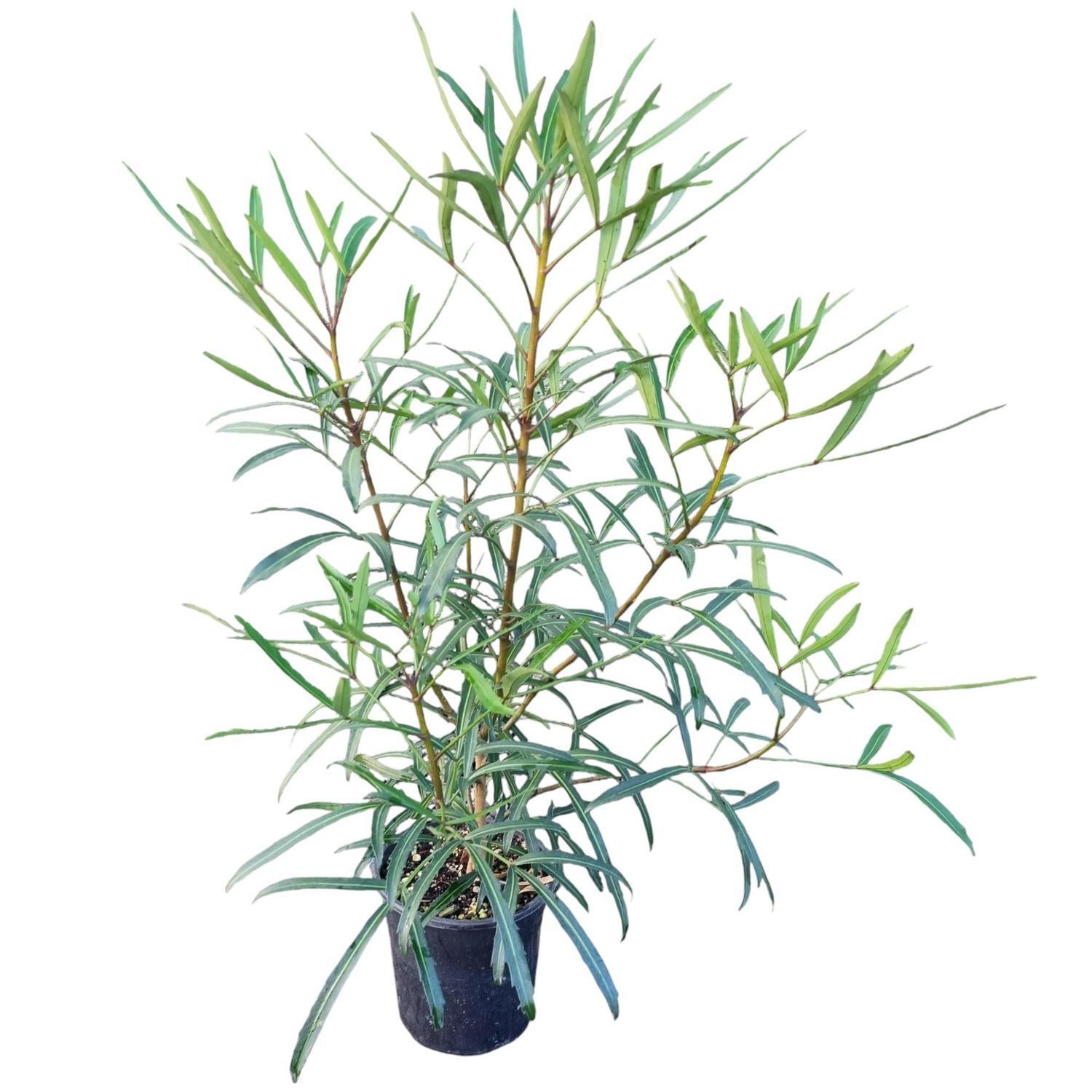 Pseudopanax Telstar 4L