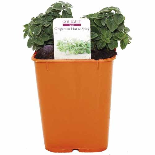 Herb Origanum Hot & Spicy