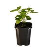 Mint Basil