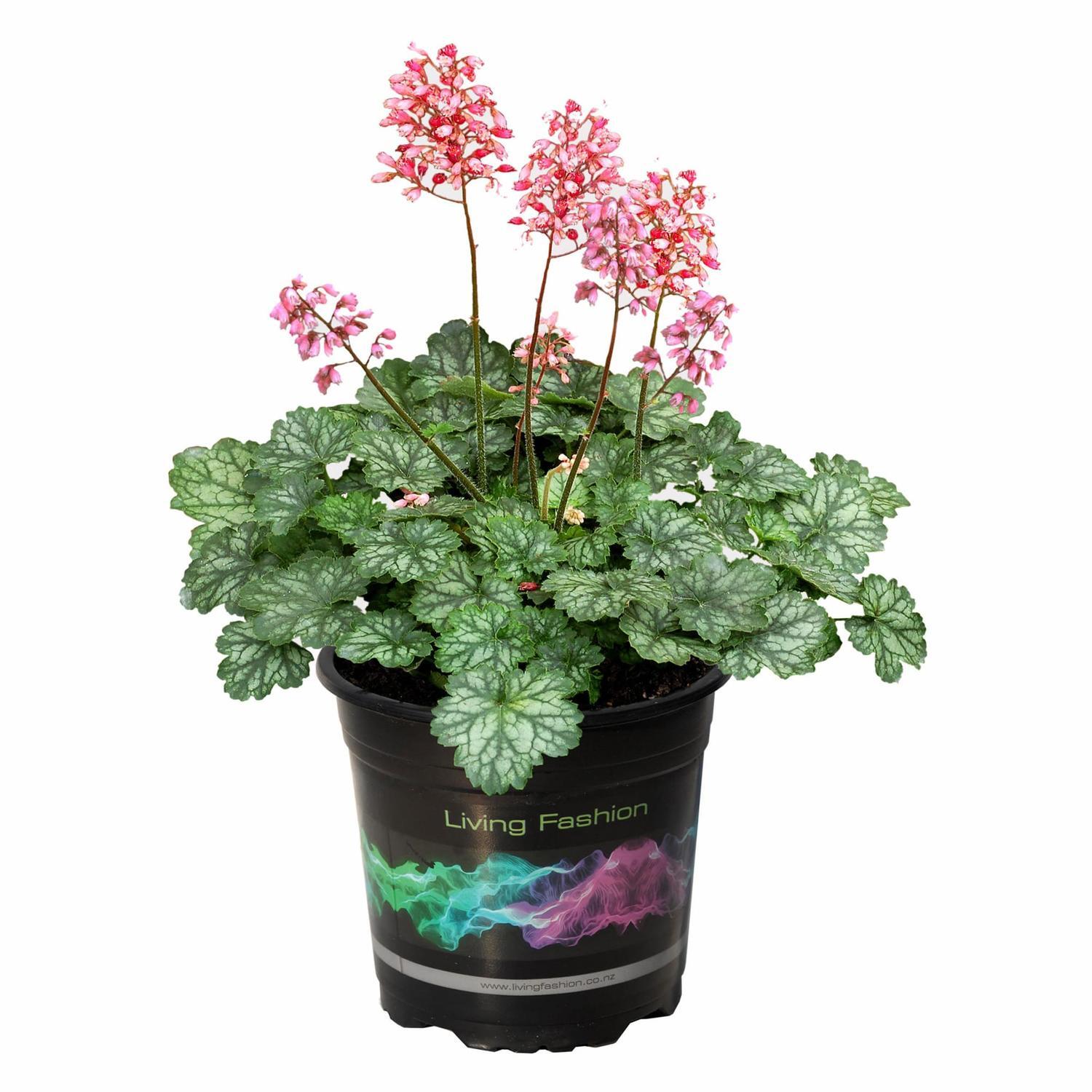 Heuchera Peppermint Spice