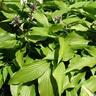 Hosta Jade Cascade