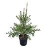 Callistemon Slim 4L