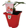 Strawberry 'Monterey' 10cm Red