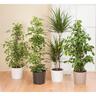 Indoor Cone Pot Anthrazit 15cm 133 x 150 x 150mm