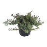 Pimelia Prostrata