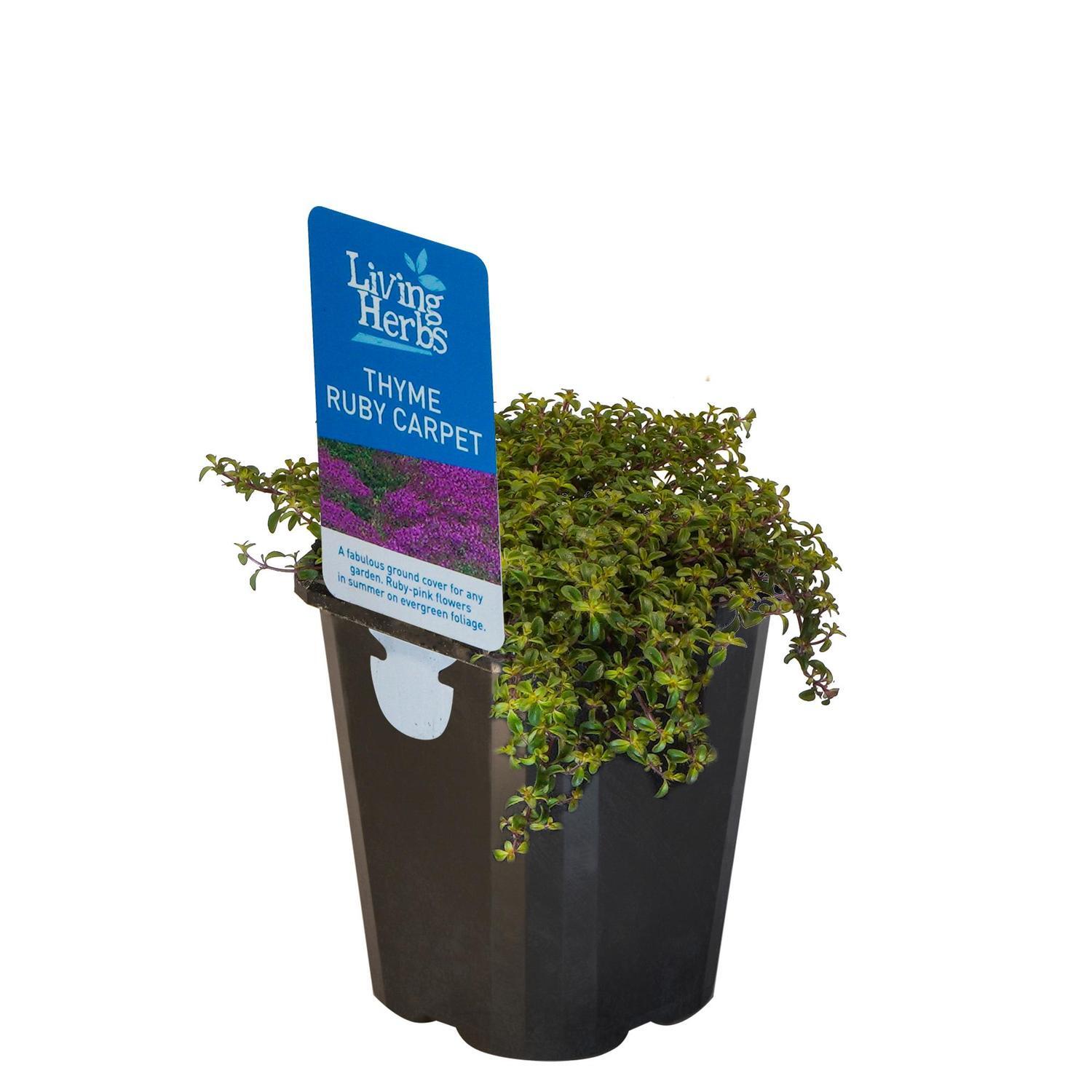 Thyme Ruby Carpet