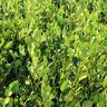 Griselinia Emerald
