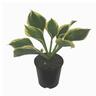Hosta Liberty