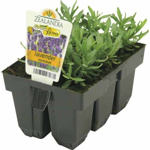 Lavender Munstead