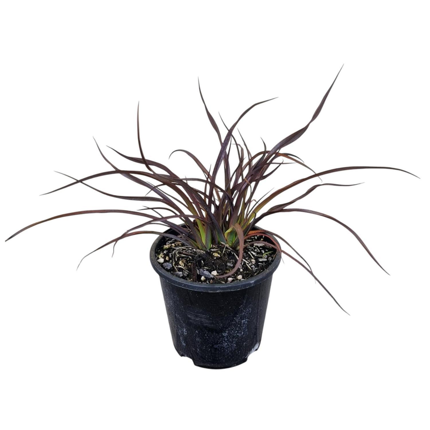 Phormium 'Flax' C. Jack Spratt  1.3L
