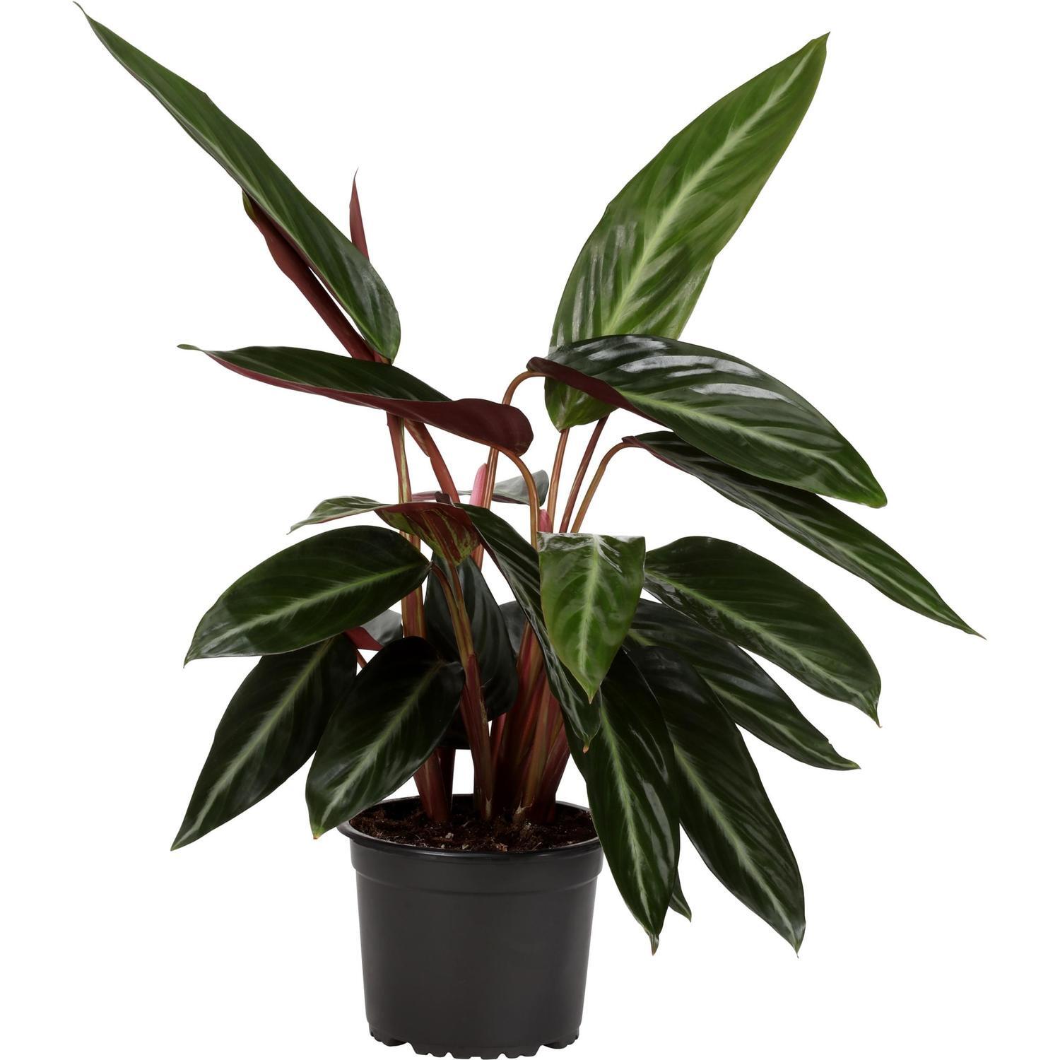 Stromanthe Stripestar