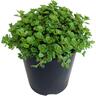 Sedum Green Blob