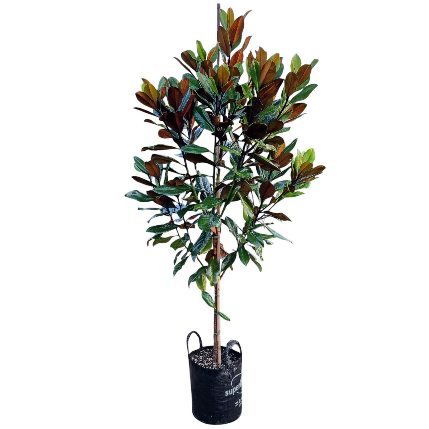 Magnolia Grand Blanchard  25L