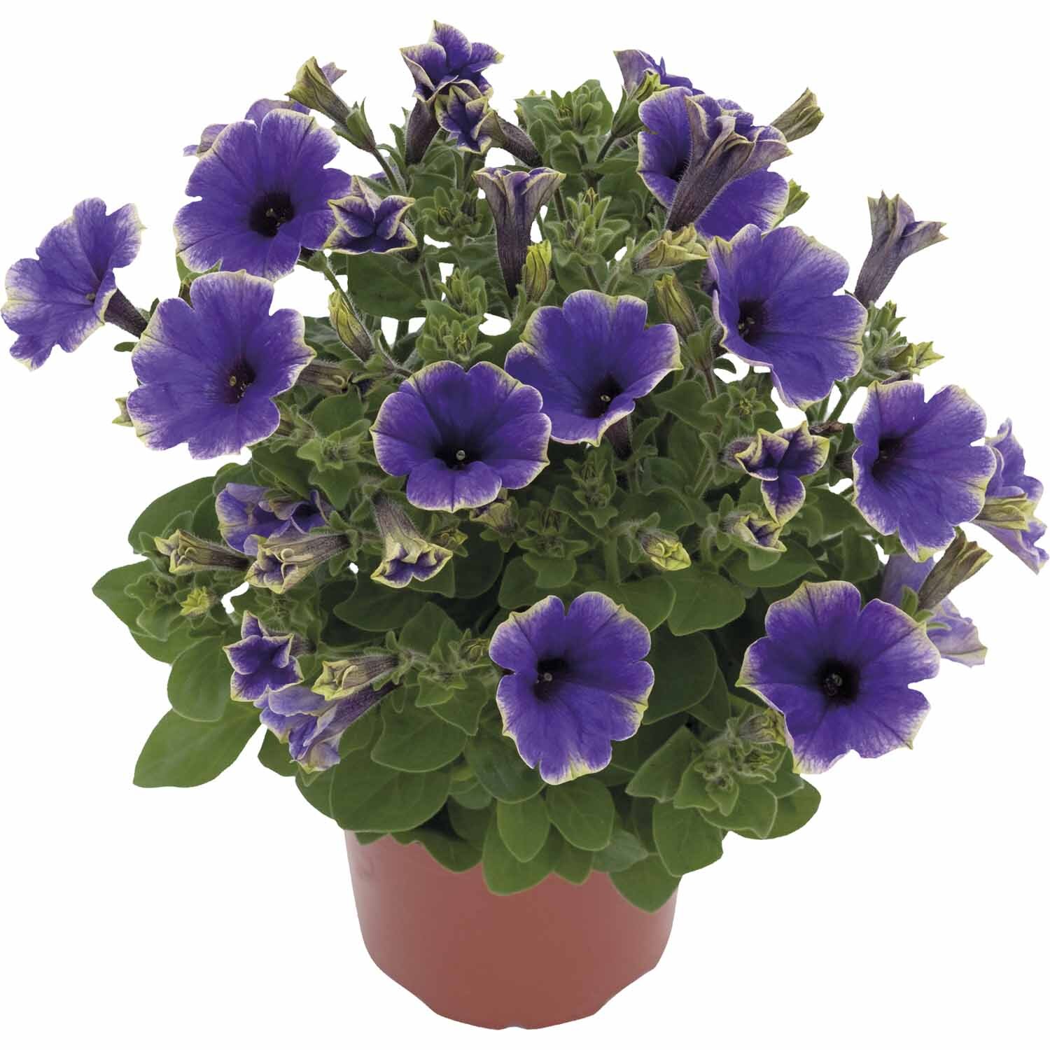 Petunia Moonlight Eclipse