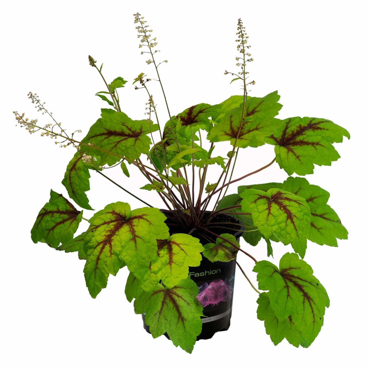 Heucherella Stoplight