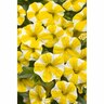 Calirachoa Lemon Slice