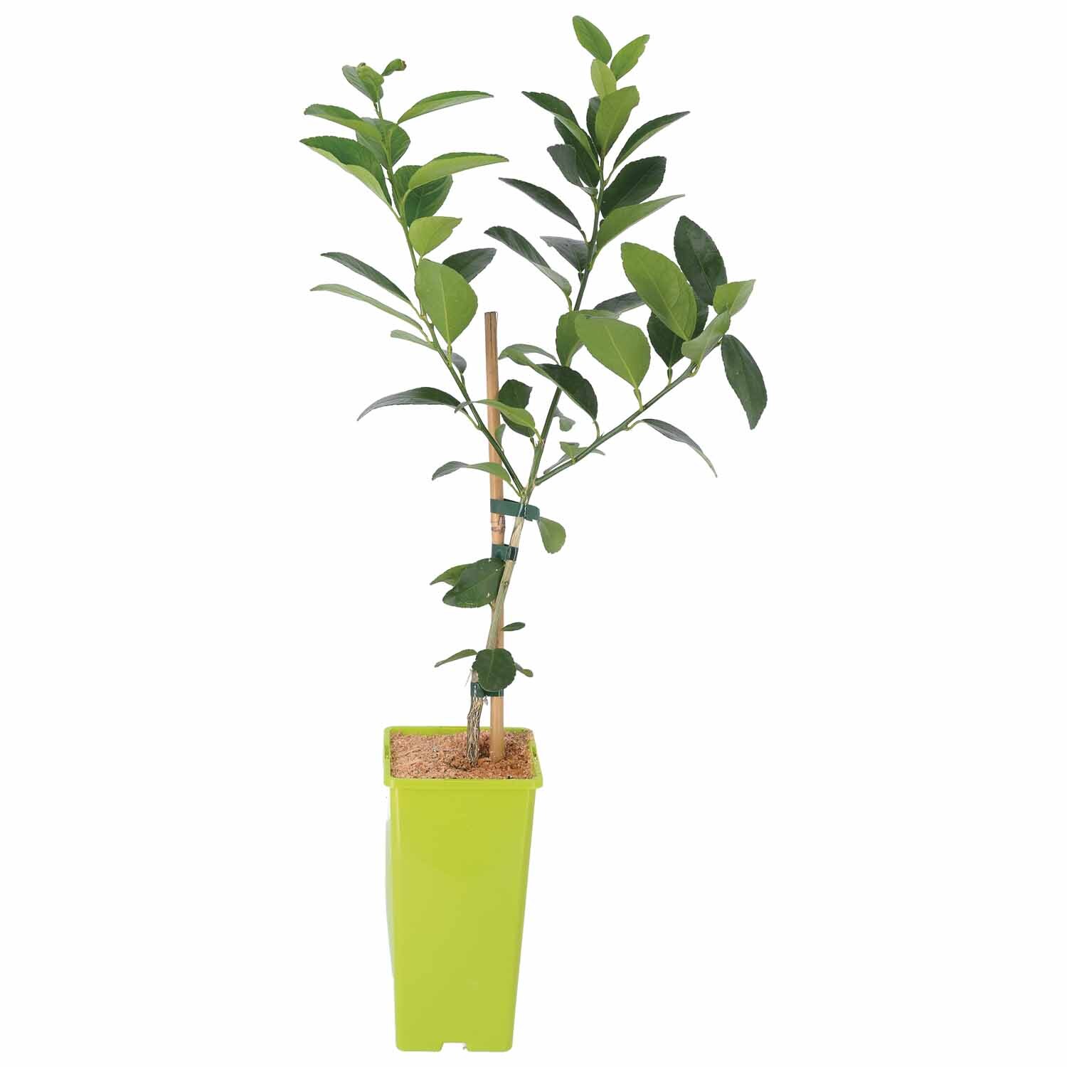 Dwarf Tahitian Lime