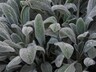 Stachys Lambs Ear