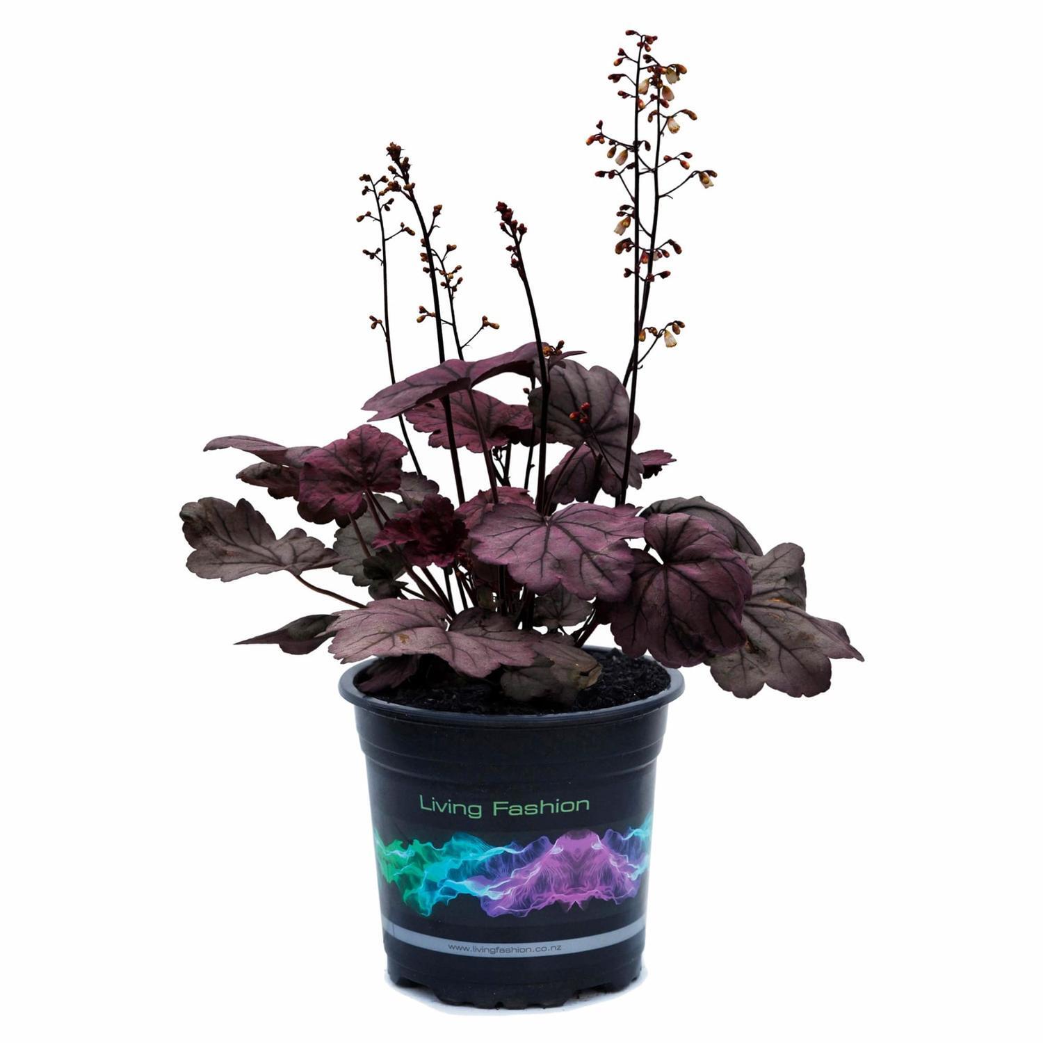 Heuchera Sugar Plum