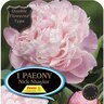 Paeony Double 'Nick Shaylor'