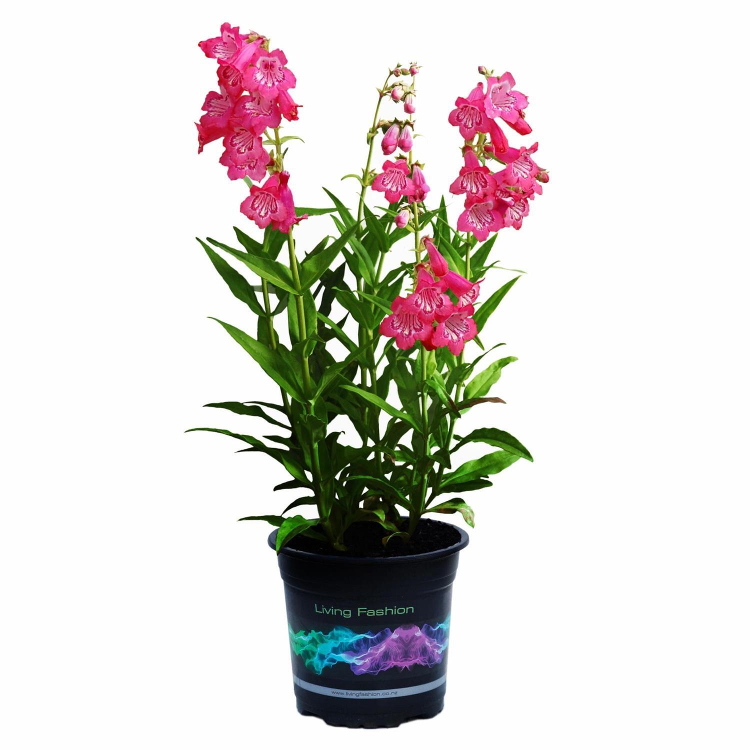 Penstemon Cha Cha Pink