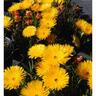 Mesembryanthemum Sungold
