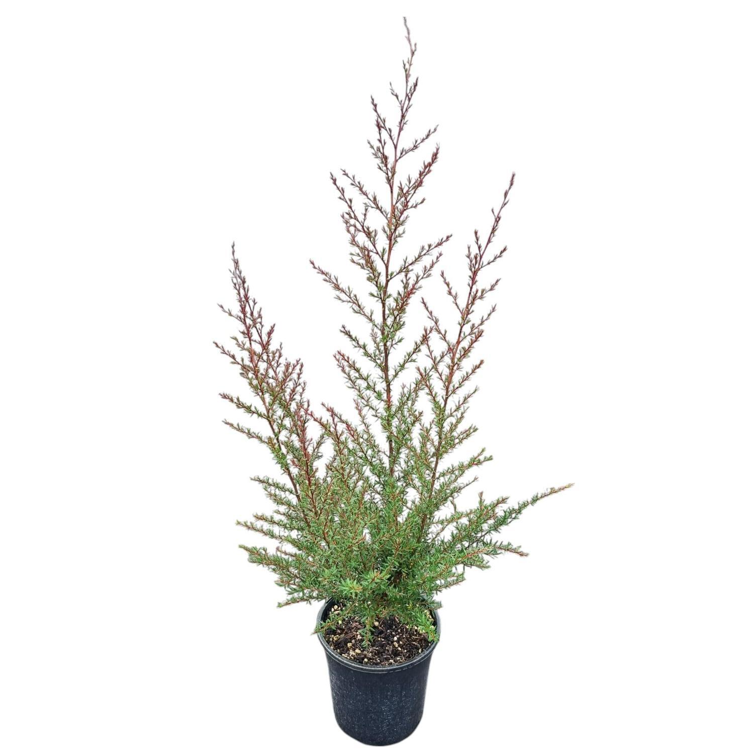 Lepospermum 'Tea Tree' Martinii 4L