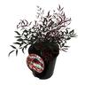 Nandina Little Flick