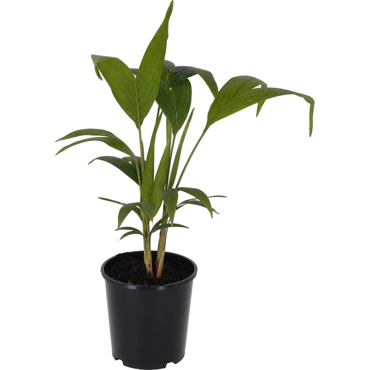 Archontophoenix cunninghamiana