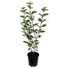 Cornus alba Sibirica 3.3 litre