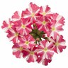 Verbena Royale Cherry Burst