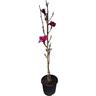 Magnolia Vulcan 30 litre