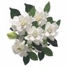 Gardenia Radicans