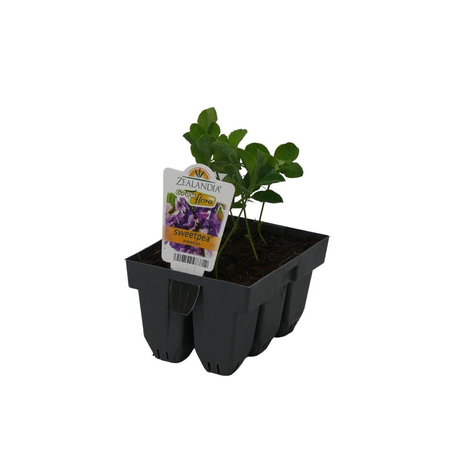 Sweet Pea Erewhon