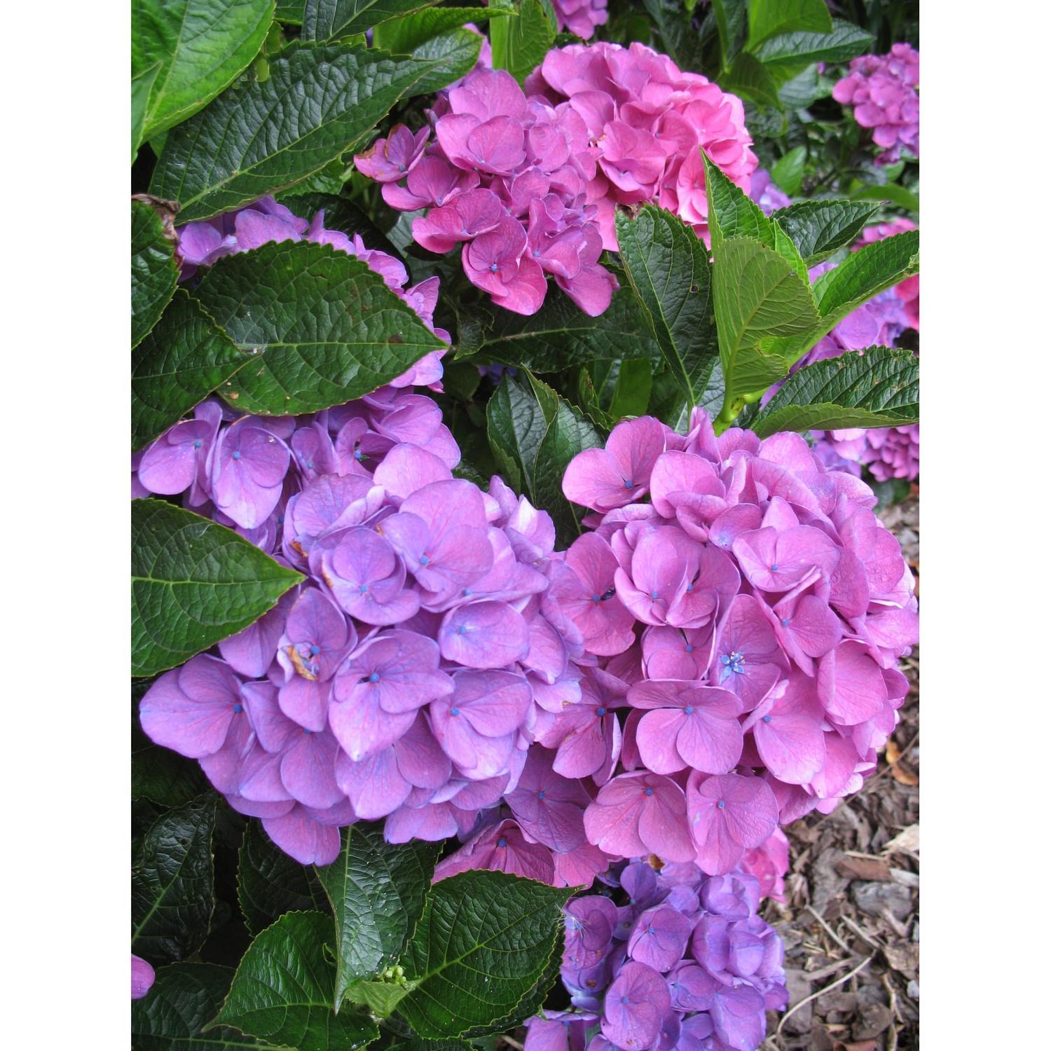 Hydrangea