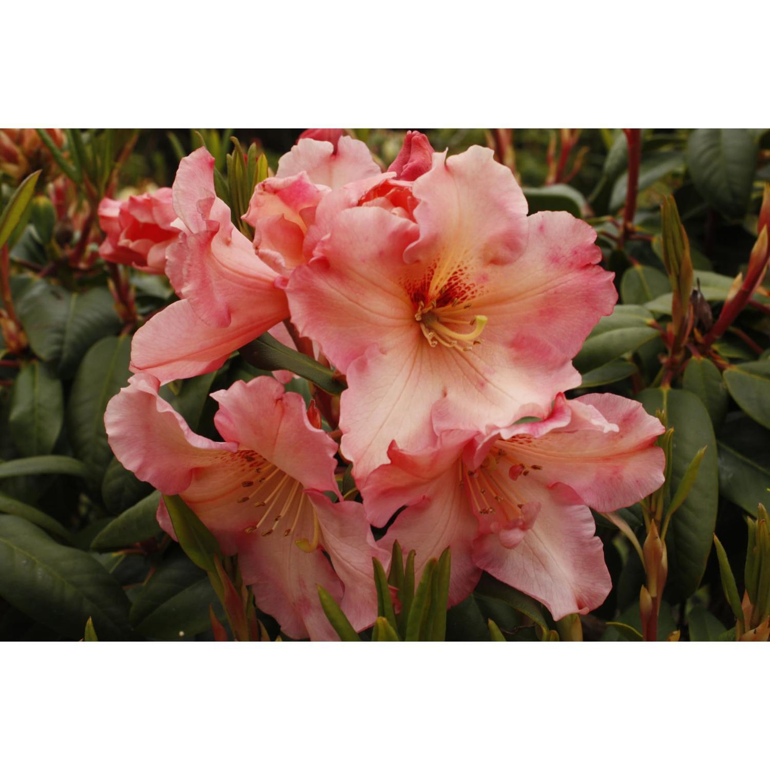 Rhododendron John's Memory