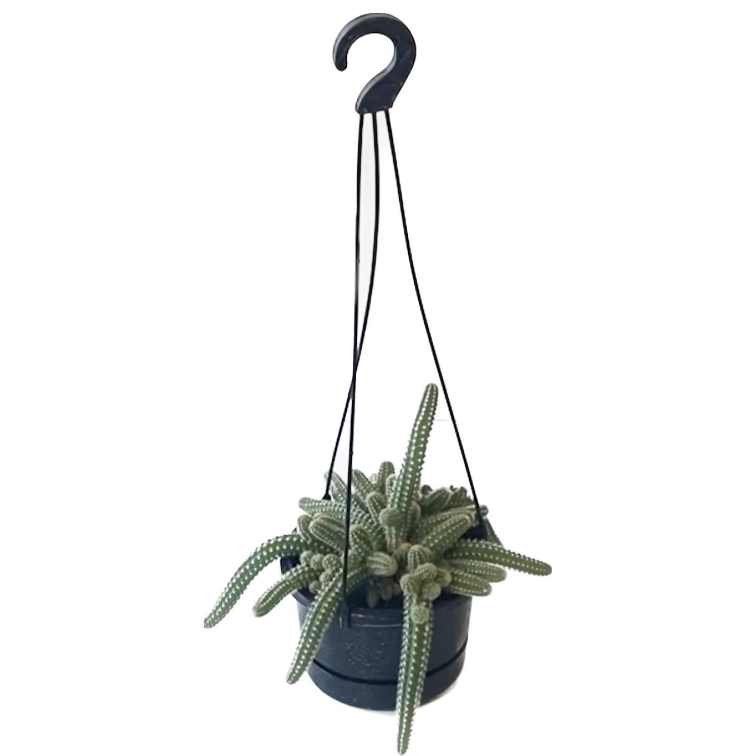Echinopsis Basket 14cm