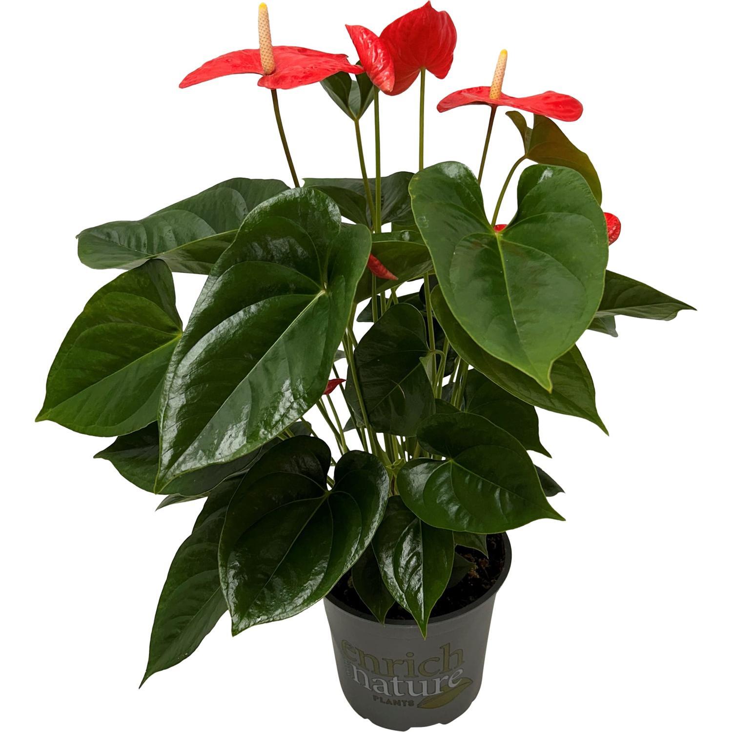 white plant pots indoor Syngonium White Butterfly  Hey Rooted