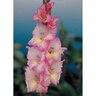 Gladioli 'Priscilla'