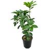 Vireya Haloed Gold 3.3L
