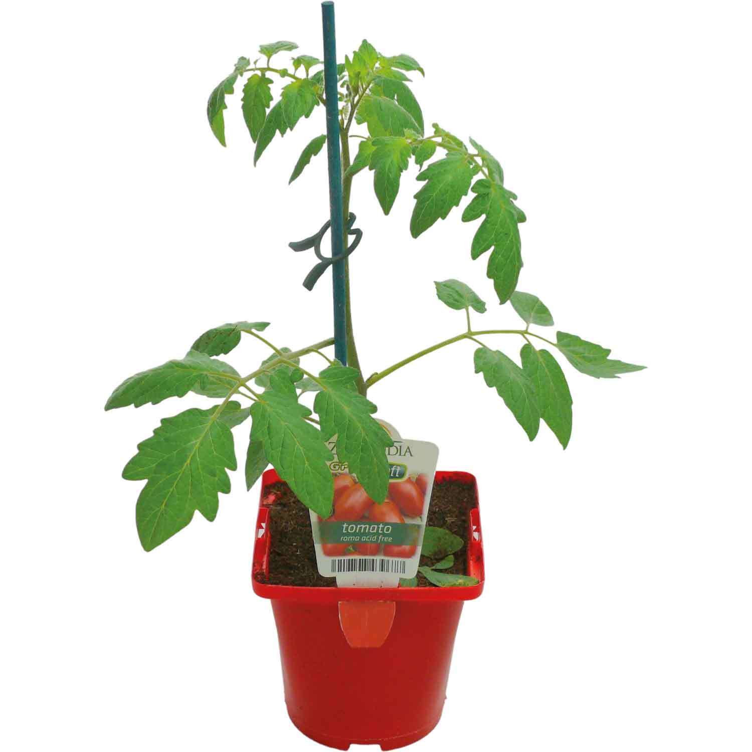 Tomato Roma Acid Free Graft  10