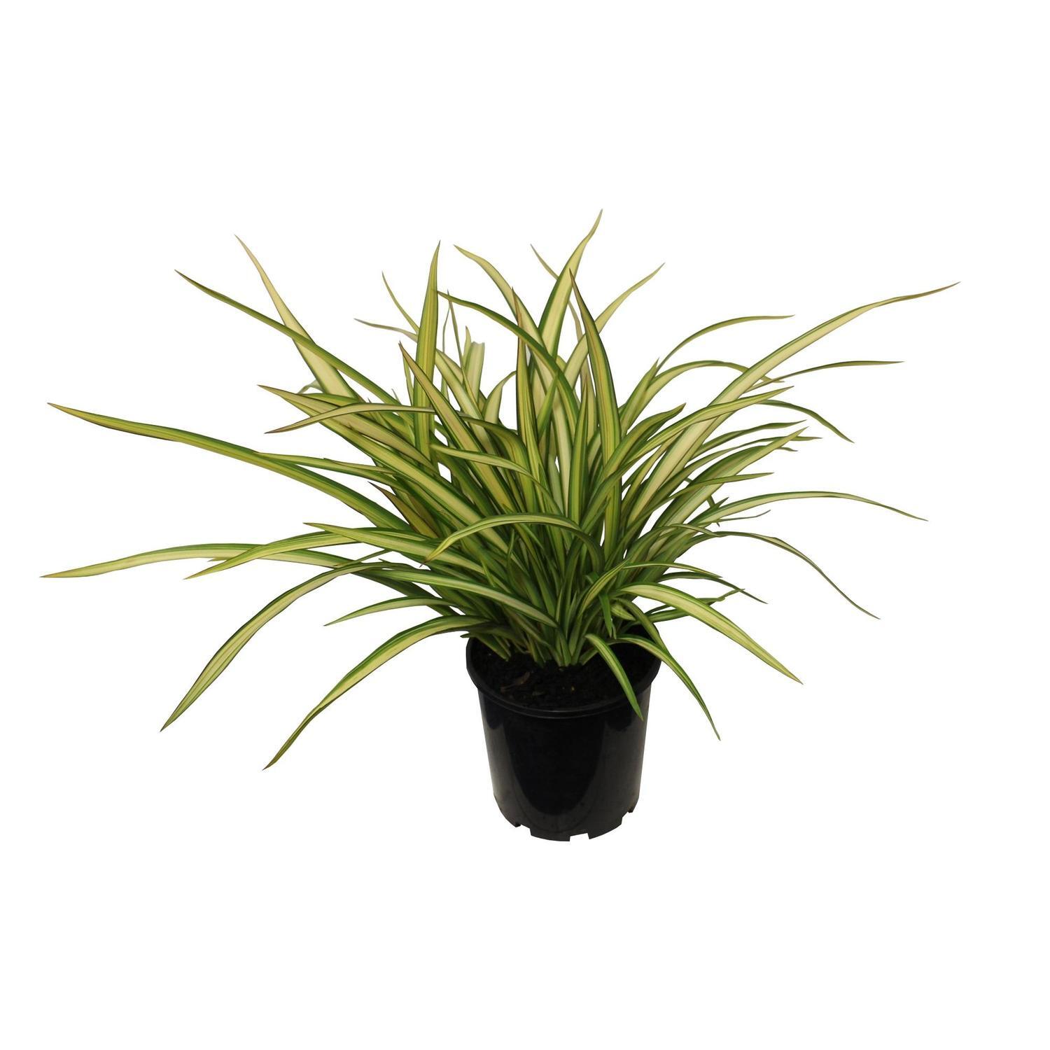 Phormium Cream Delight