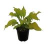 Hosta Sun Power
