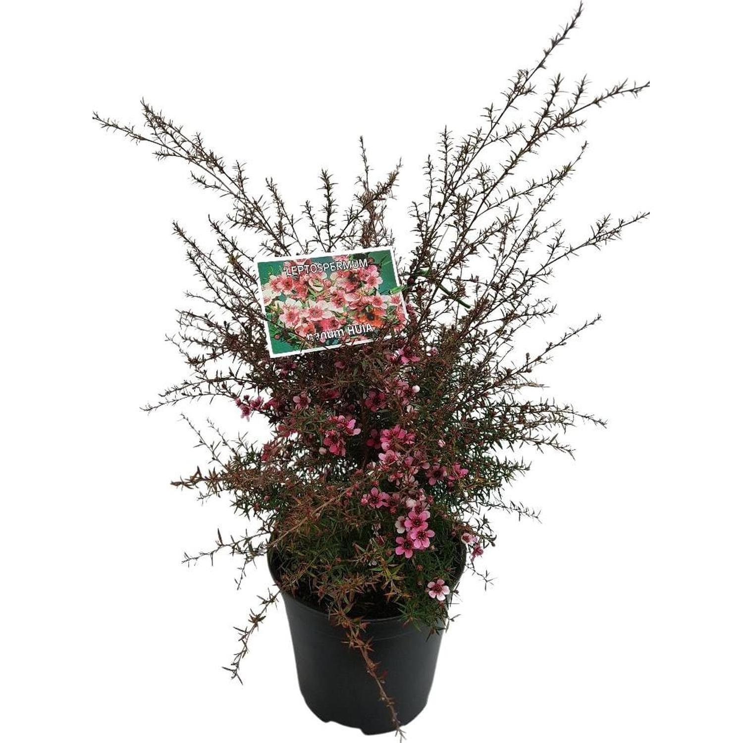 Leptospermum Huia