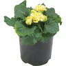 Primrose Sirococco
