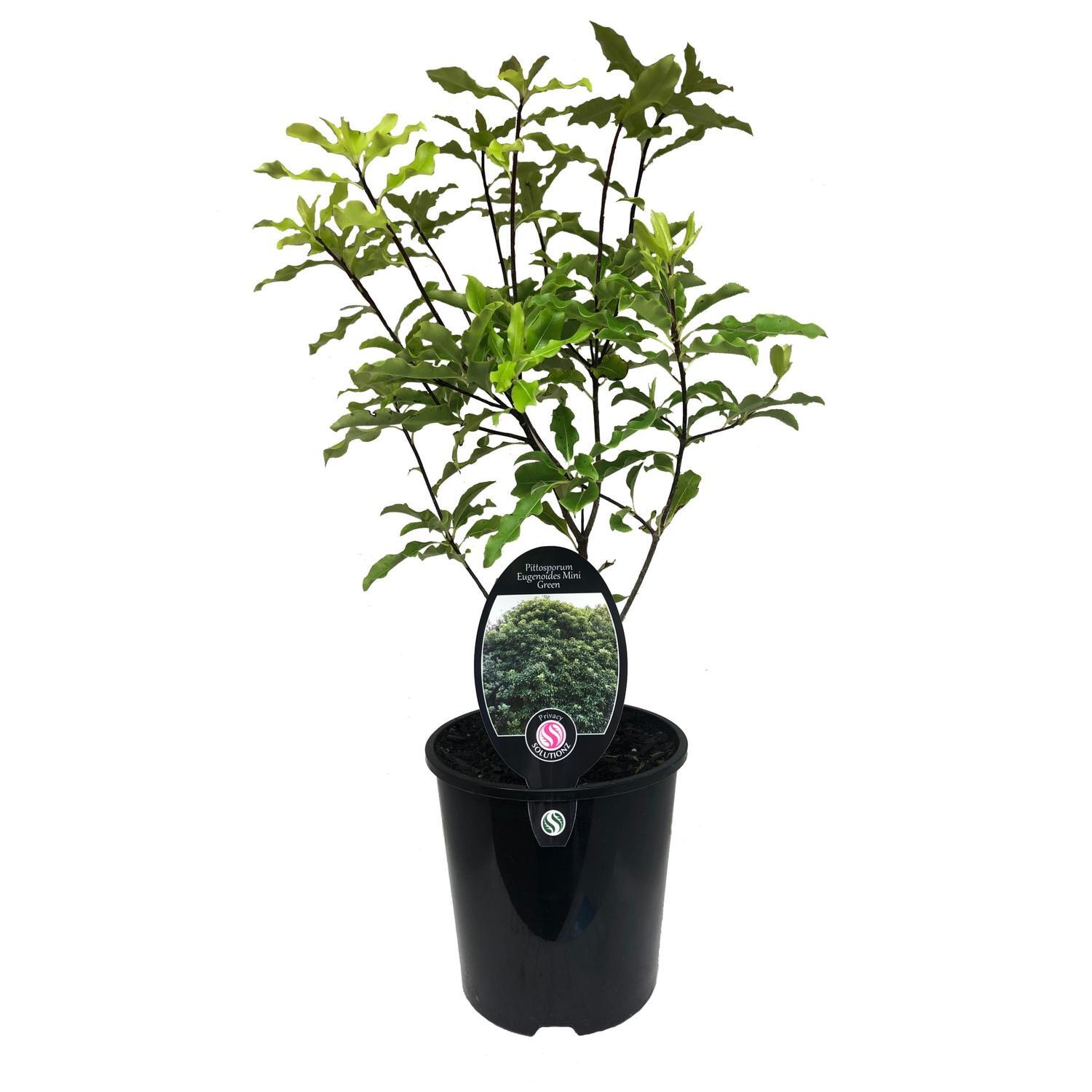 Pittosporum Eugenoides Mini Green