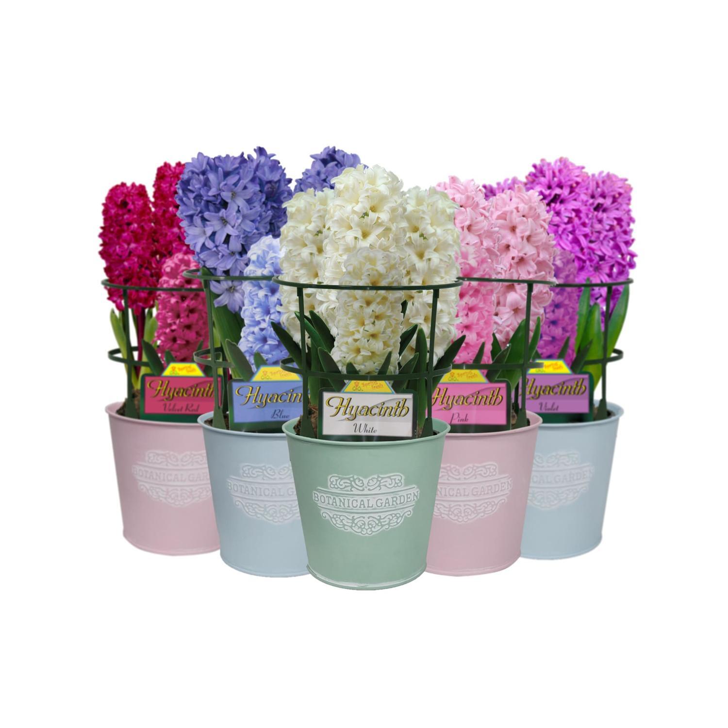 Gift Wrapped Hyacinth